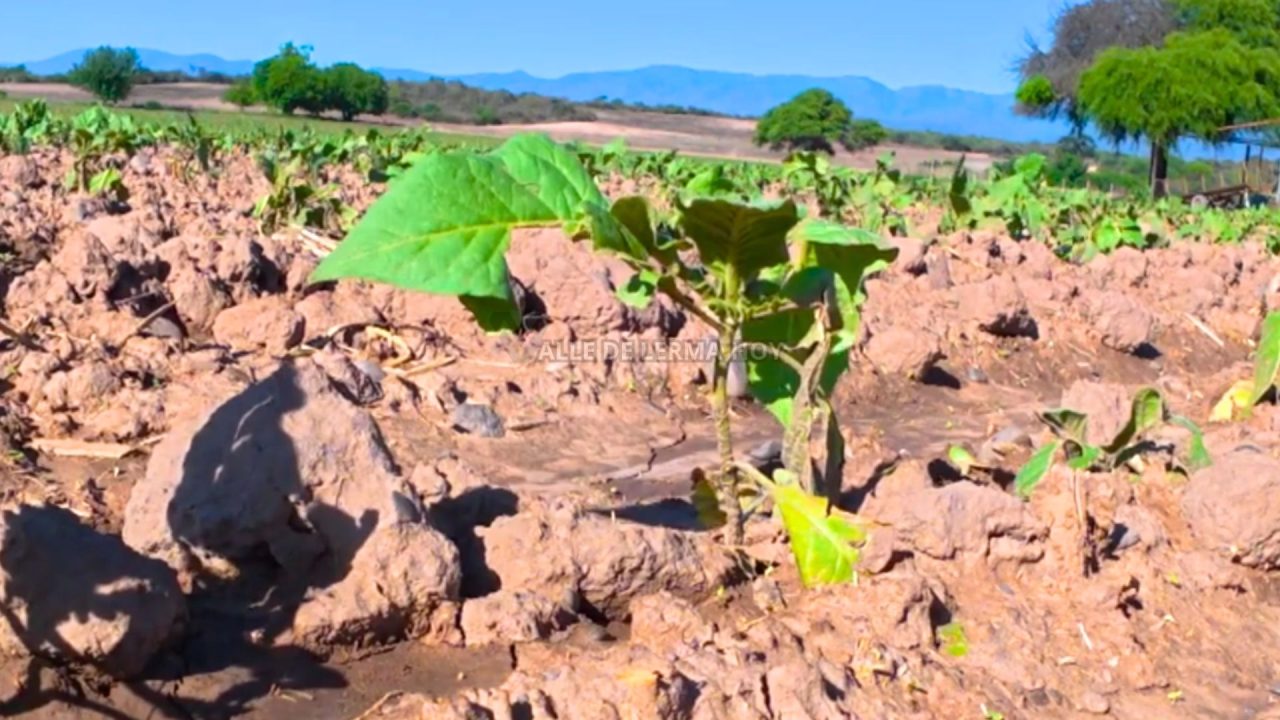 Otra vez el granizo: 500 hectáreas de tabaco afectadas y 200 puestos de trabajo en peligro
