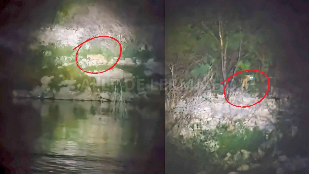 Pescadores se cruzaron con un lindo gatito en el Cabra Corral 