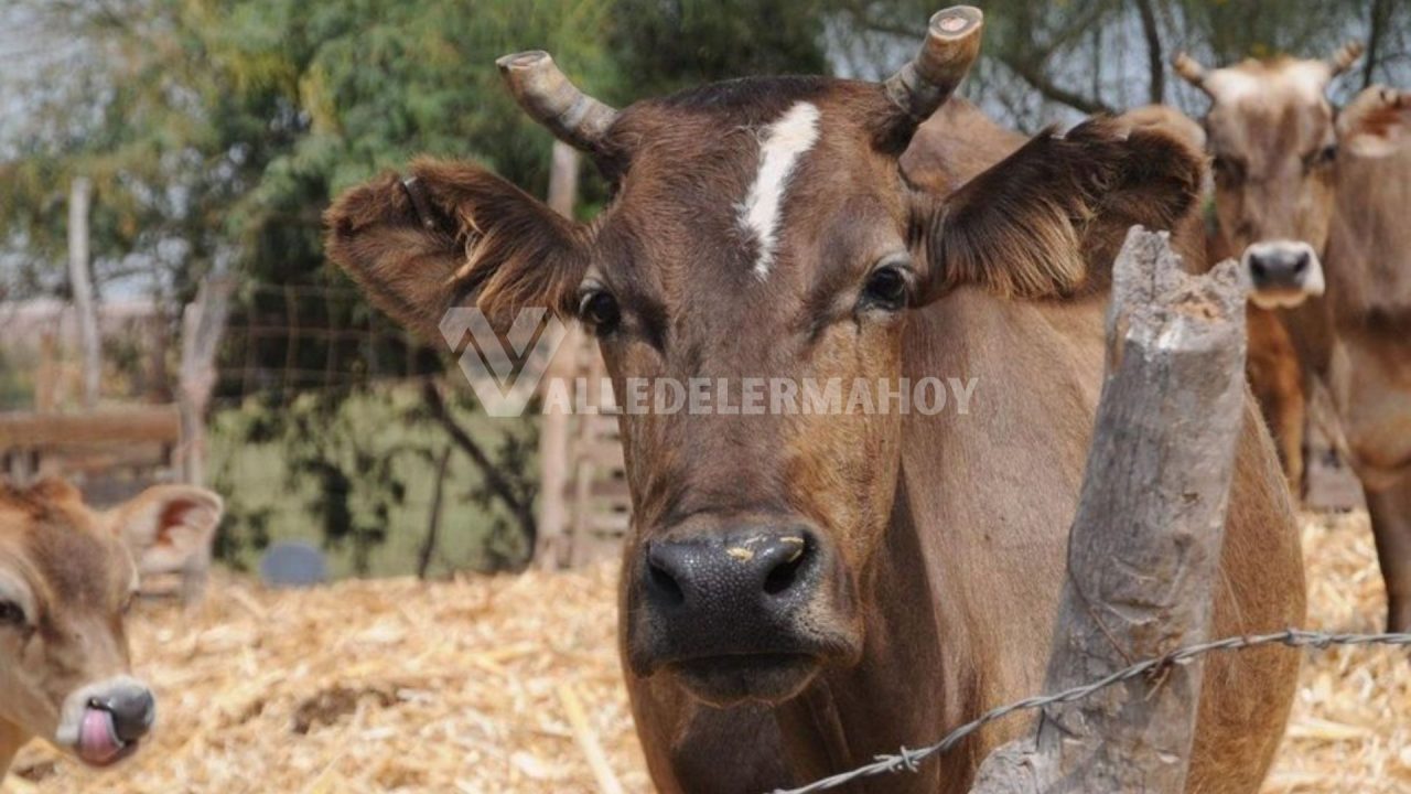 Cuatreros en Chicoana: Faenaron una vaca en Potrero de Díaz, los delató la camioneta
