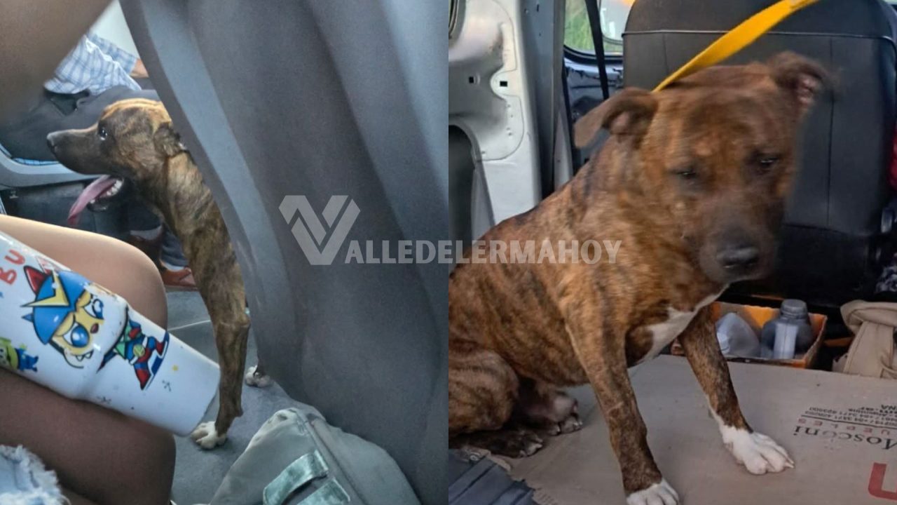 Tenencia Irresponsable: Corrió desesperado detrás del colectivo y terminó solo en la ruta