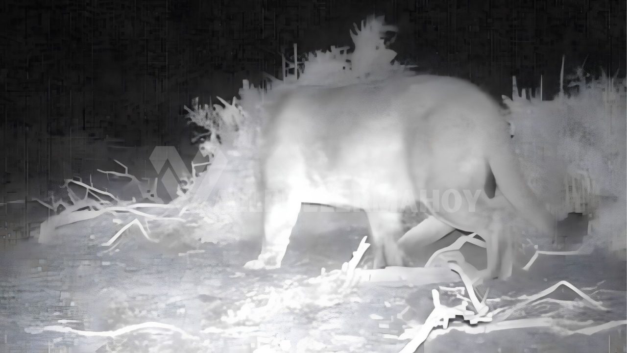 La Viña busca frenar los ataques de pumas sin poner en riesgo la fauna silvestre