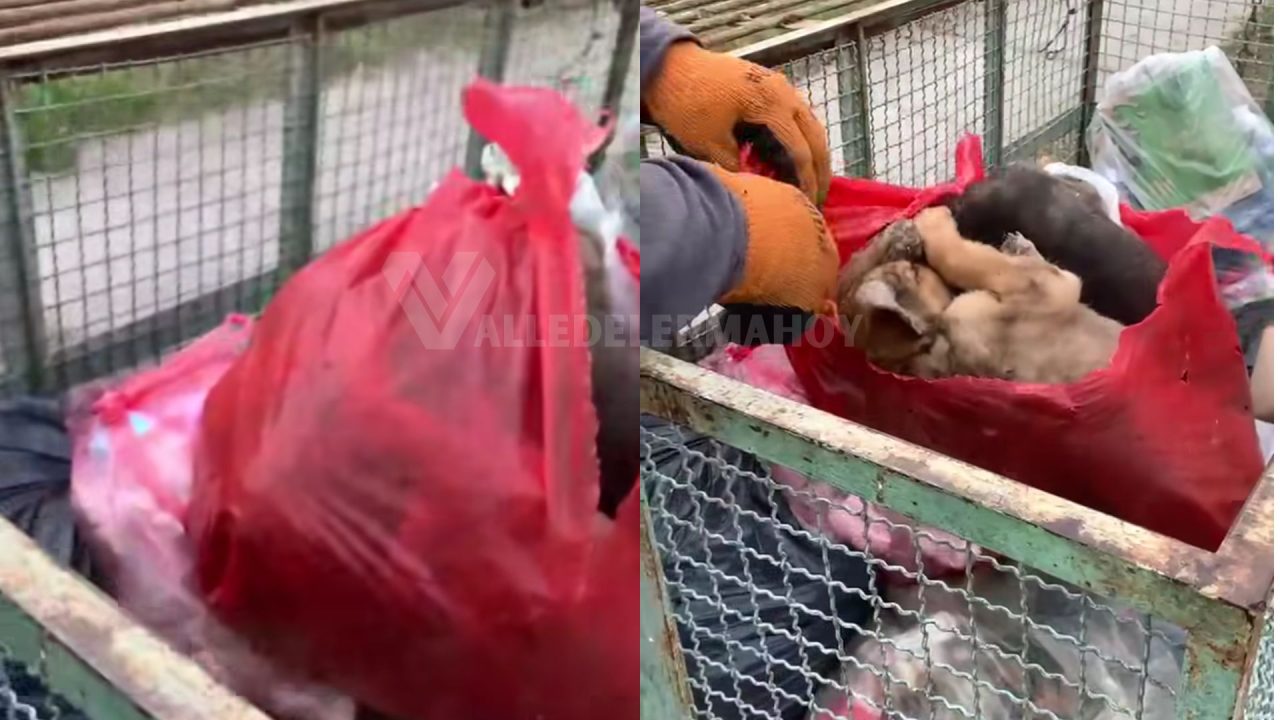 Horror en Rosario de Lerma: Encontraron a cinco cachorros muertos dentro de bolsas de basura