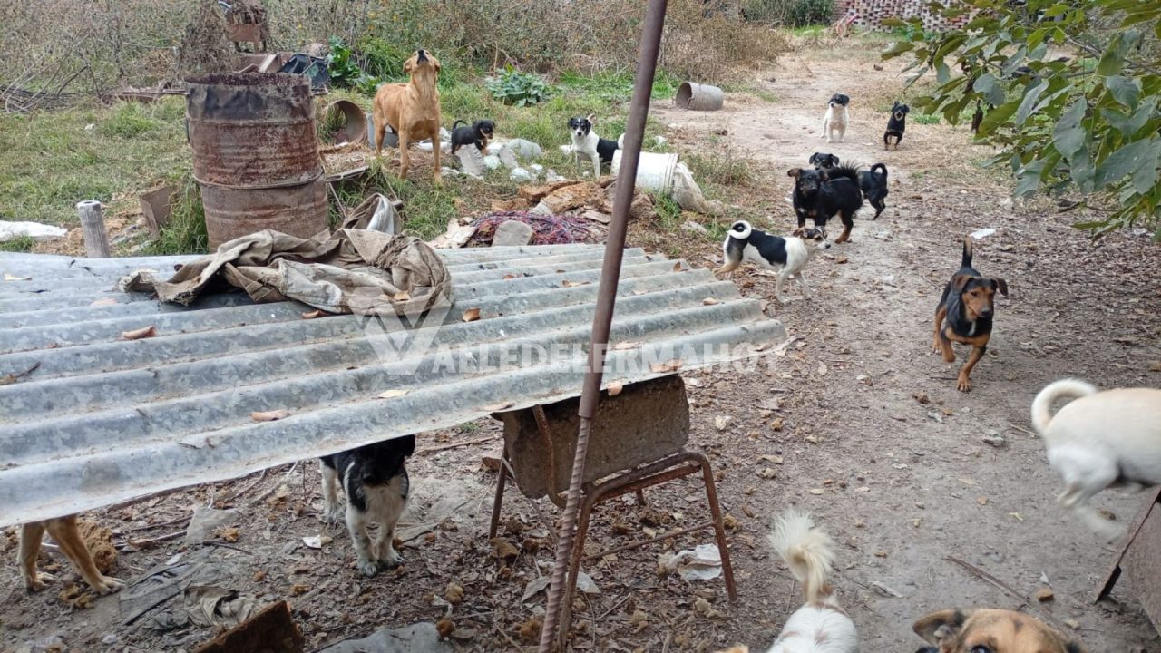  Avanza la causa por los cinco cachorros muertos: Habrá imputación y rescatan a otros animales del domicilio investigado