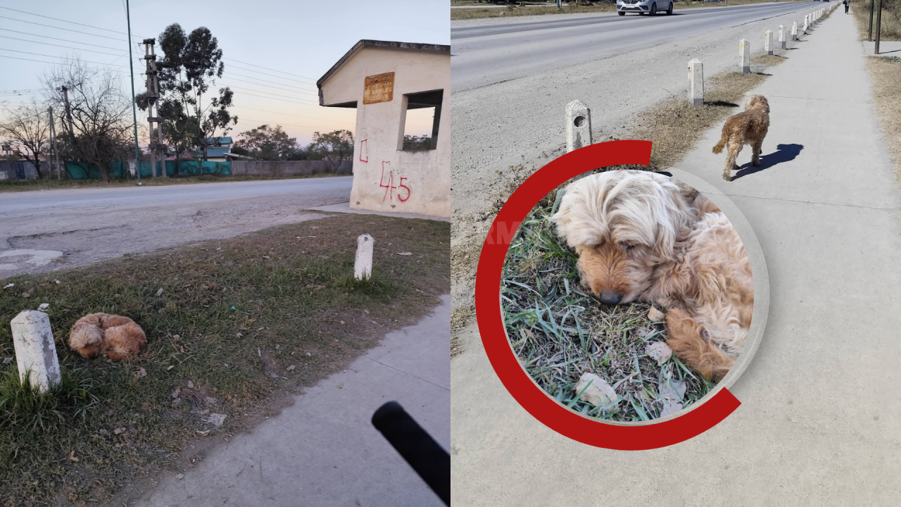 Campo Quijano: Buscan a los dueños de un perrito anciano que está pasando frío