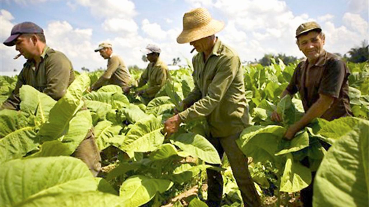 Miles de trabajadores rurales siguen esperando el Intercosecha: No hay fecha de pago y el subsidio “apenas es de $ 60 mil”