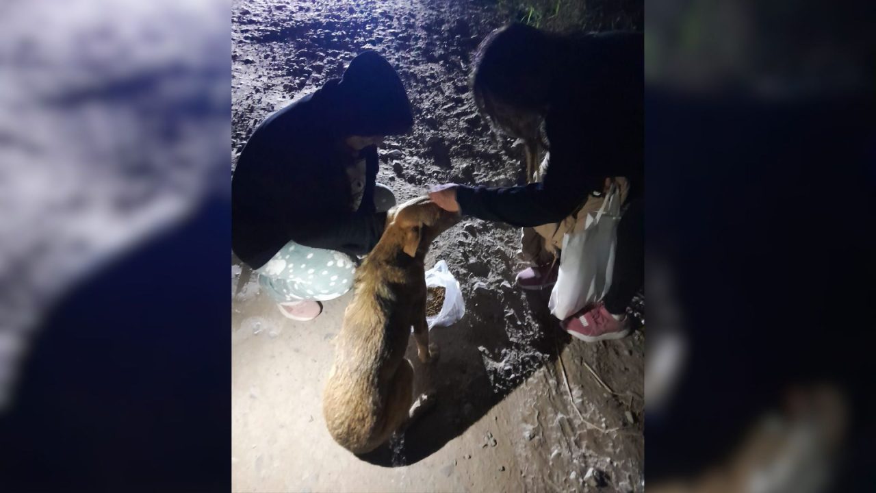 Final feliz: “India” volvió a casa, sus rescatistas no aceptaron la recompensa