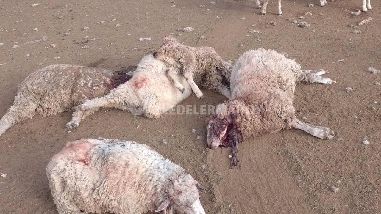 “Nos están dejando sin nada”: Perros están masacrando el ganado de pequeños productores de Guachipas