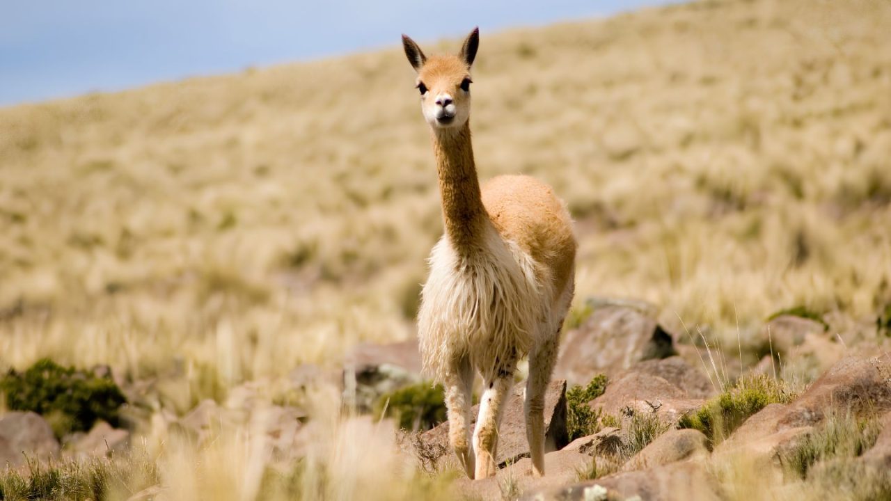 Salta debate una ley para aprovechar la fibra de vicuña sin poner en riesgo la especie