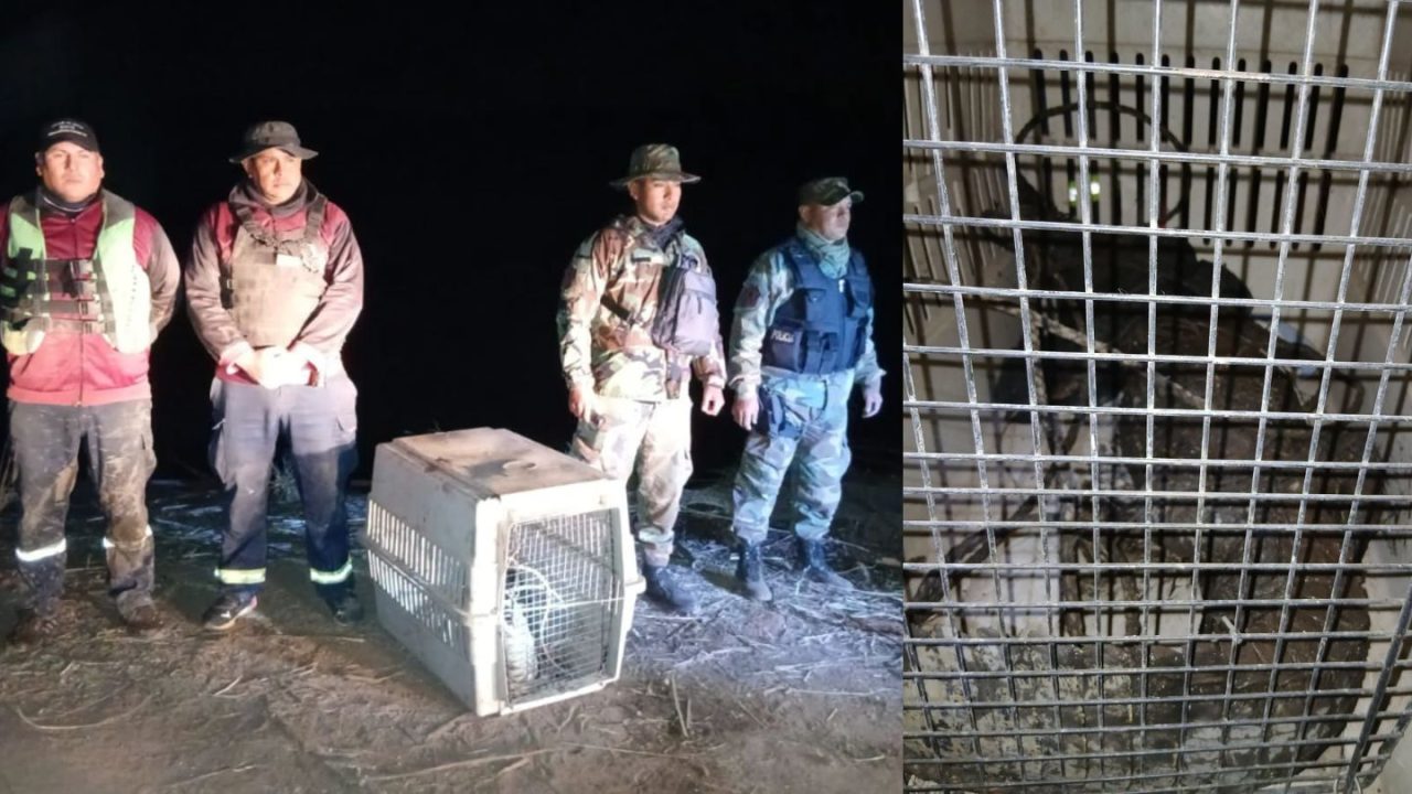 ¿Cómo llegó hasta ahí? Después de casi dos años capturaron al yacaré del Cabra Corral