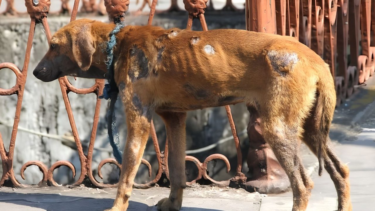 Ley Lola: Diputados aprobó un proyecto que endurece las sanciones por maltrato y abandono animal