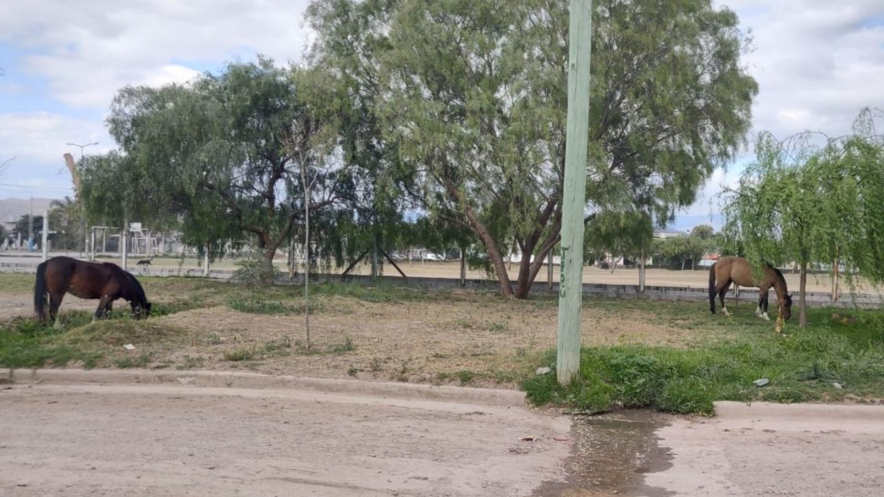 Caballos sueltos: El reclamo que crece en barrio Güemes