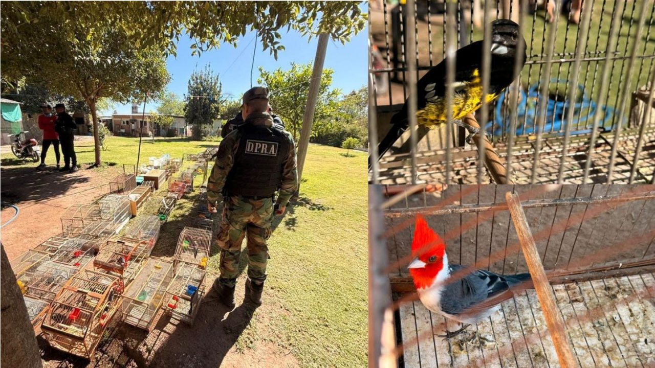 San Agustín: Presumió las aves que cazaba en facebook y terminó allanado