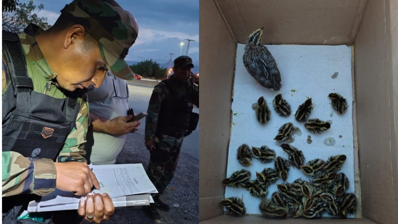 Un detalle llamativo terminó con 30 codornices rescatadas en El Carril