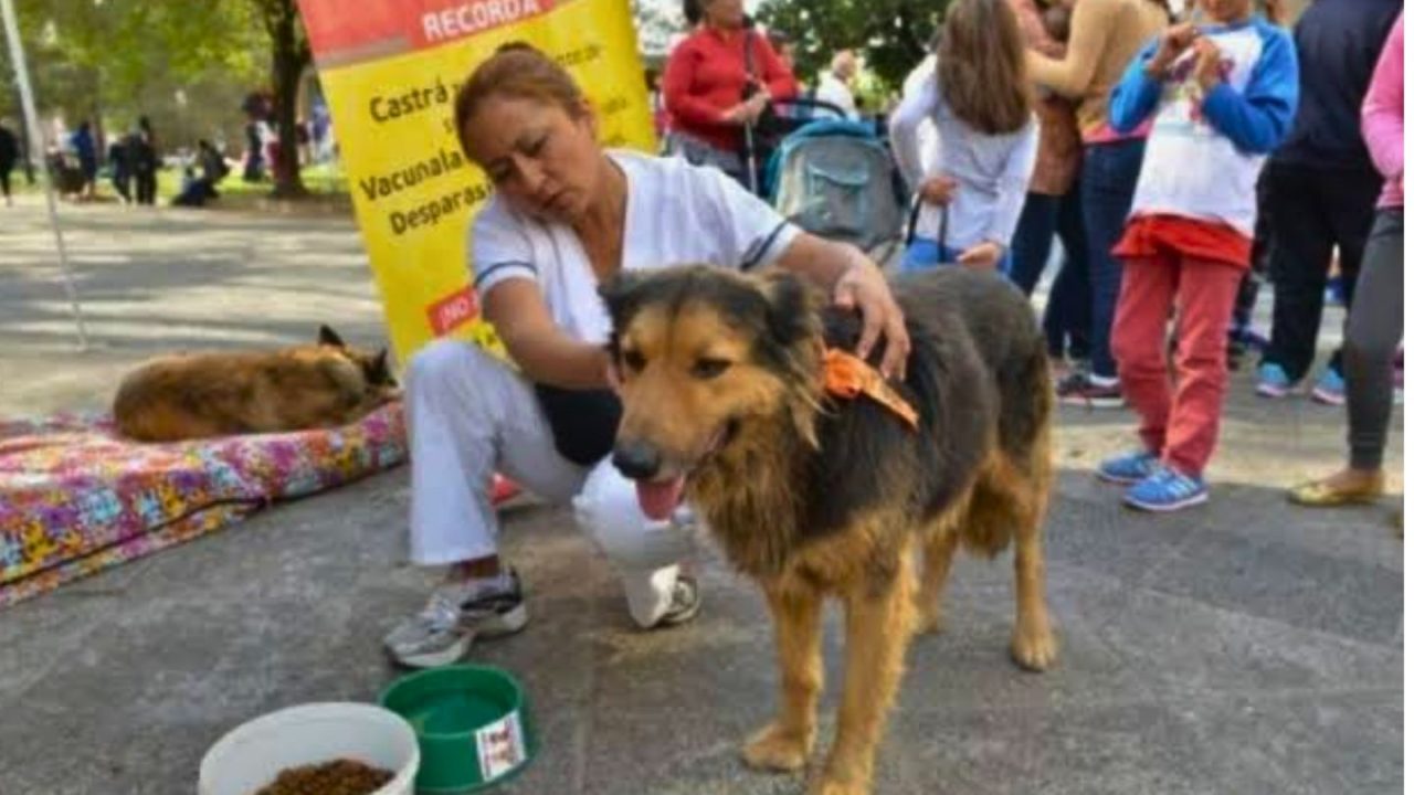 Peregrinación del Milagro: Colores para identificar perros del Valle de Lerma