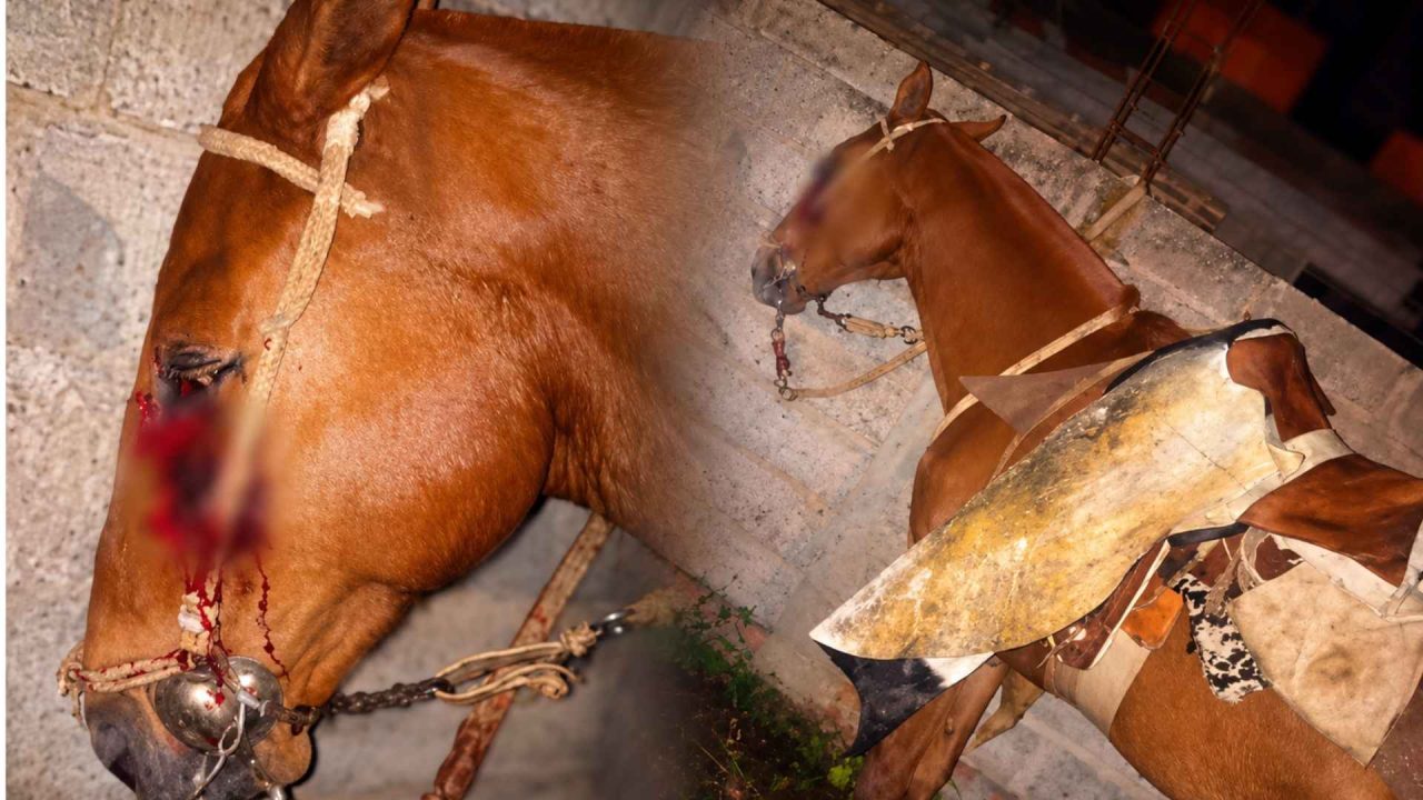 El Carril: Gaucho dejó atado a su caballo herido y se fue a la bailanta