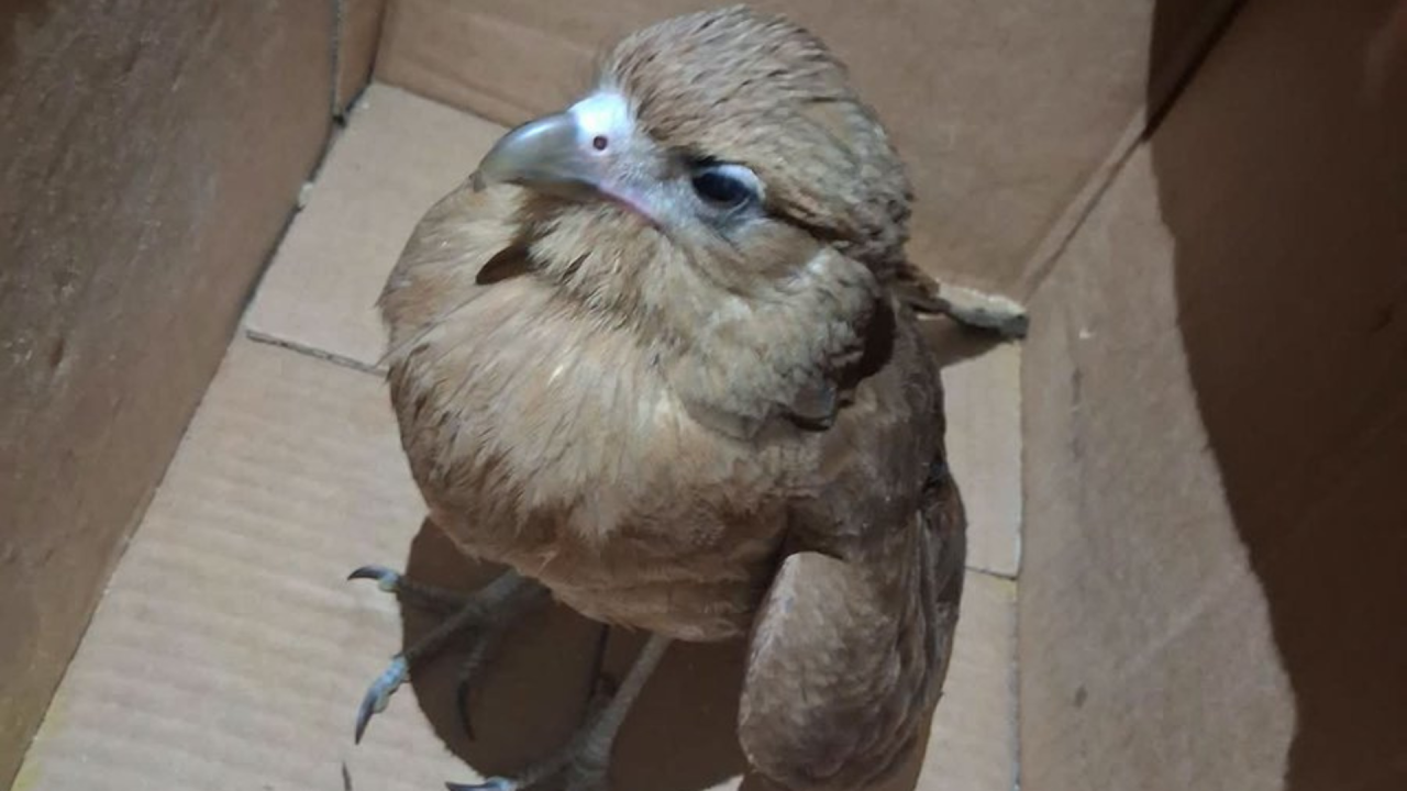 Campo Quijano: Rescataron a un aguilucho herido